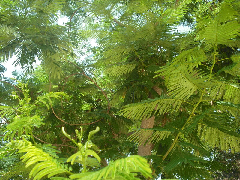 Green Tree Canopy — Serene, Afternoon