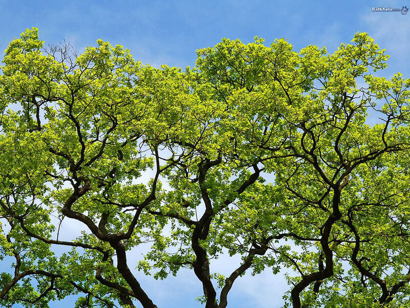 Green Tree Canopy