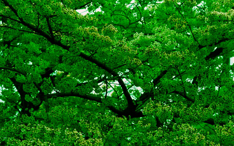 green tree canopy with blossoms
