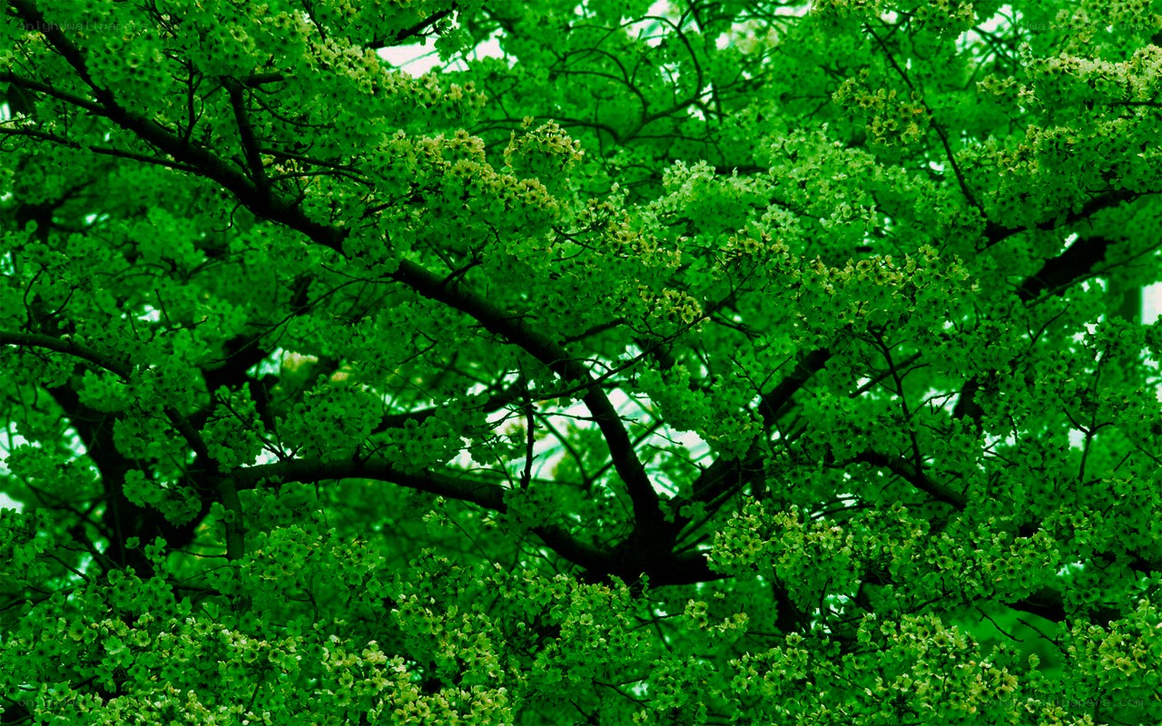 green tree canopy with blossoms