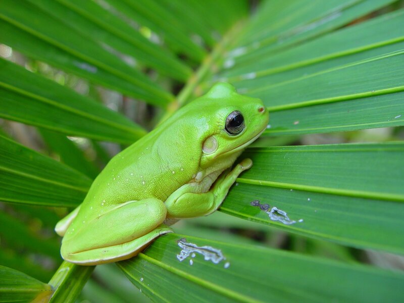 Green Tree Frog — Afternoon, Photograph