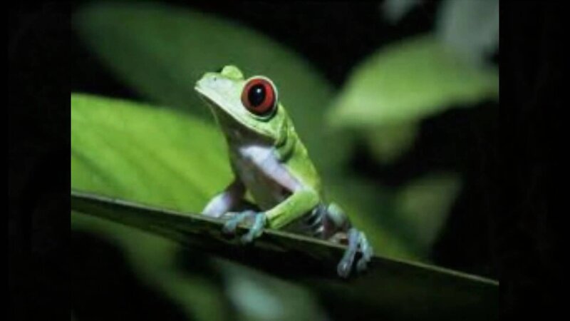 Green Tree Frog — Alert