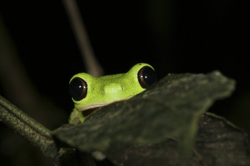 green tree frog at night