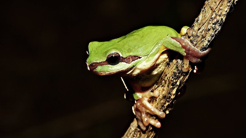 Green Tree Frog — Black