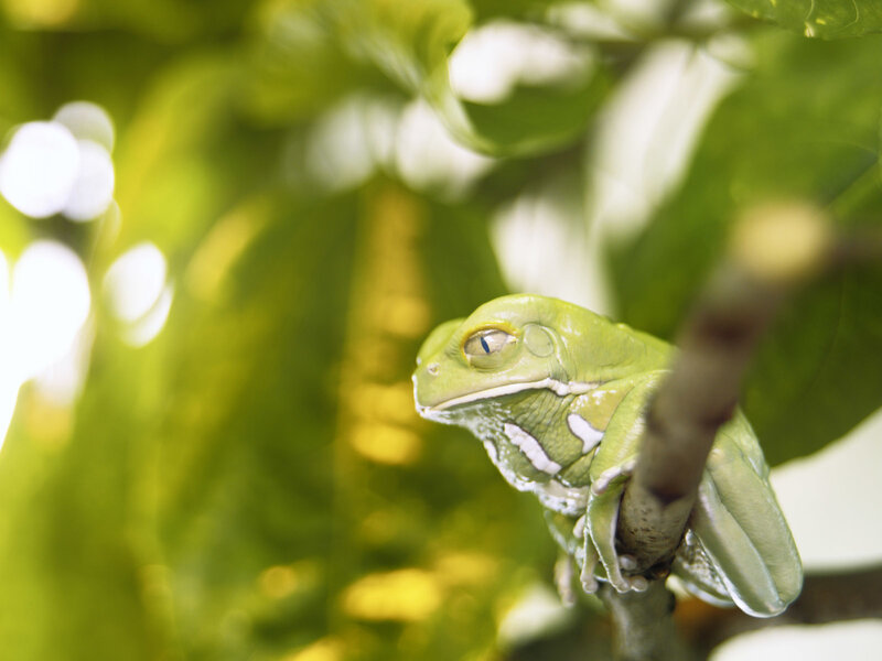 Green Tree Frog — Branch