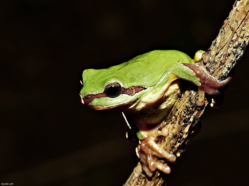 Green Tree Frog — Brown