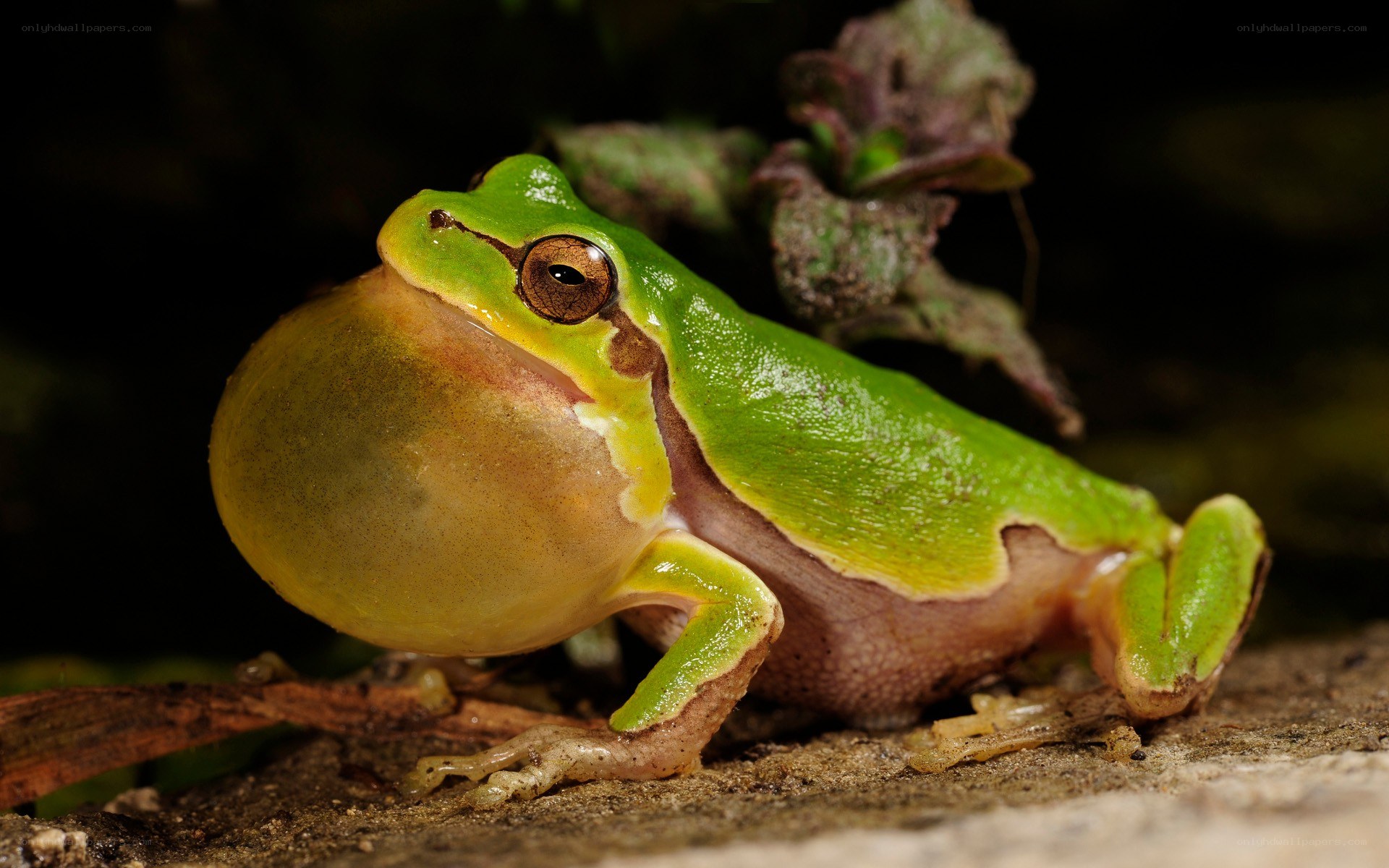 green tree frog calling