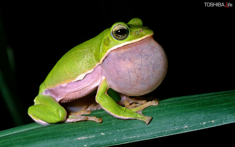 green tree frog calling