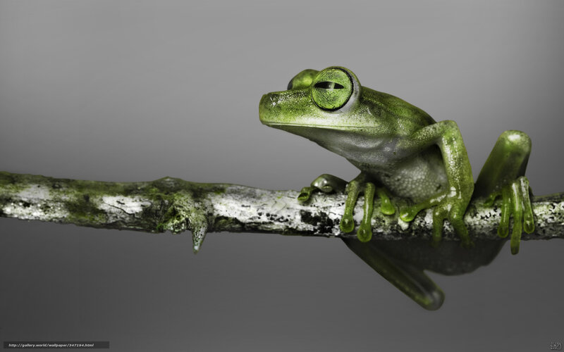 Green Tree Frog — Calm, 3d Render