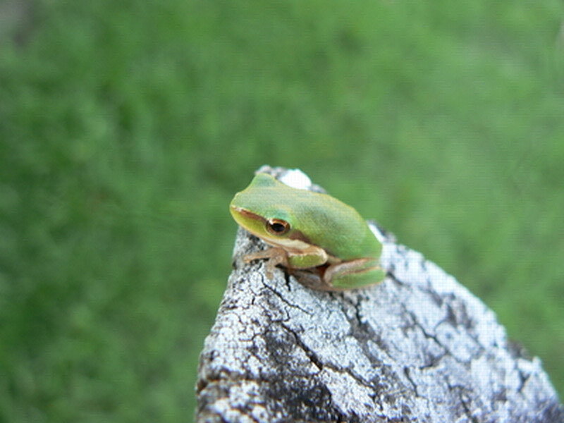 Green Tree Frog — Calm, Afternoon, Photograph, Branch, Grass