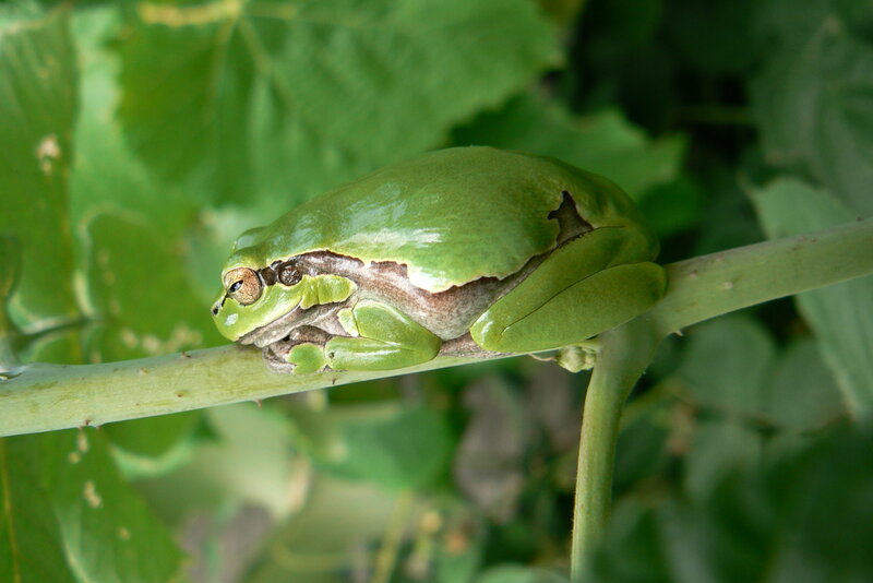 Green Tree Frog — Calm, Afternoon, Photograph, Branch