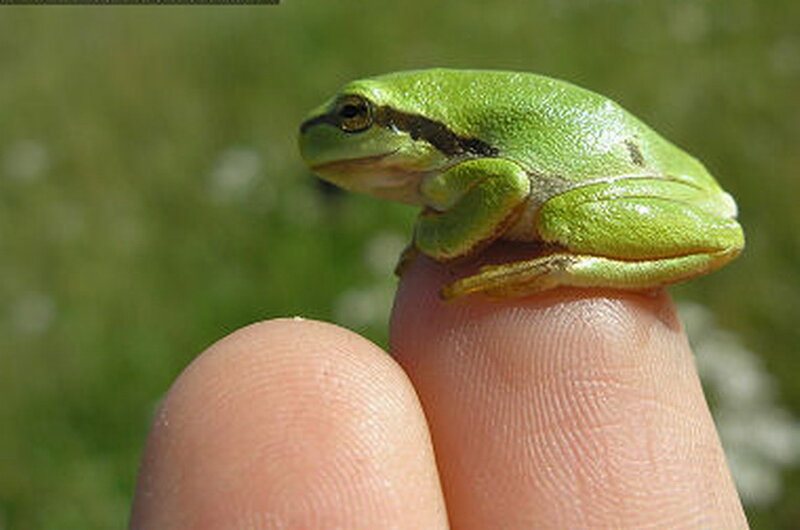 Green Tree Frog — Calm, Afternoon, Photograph, Finger