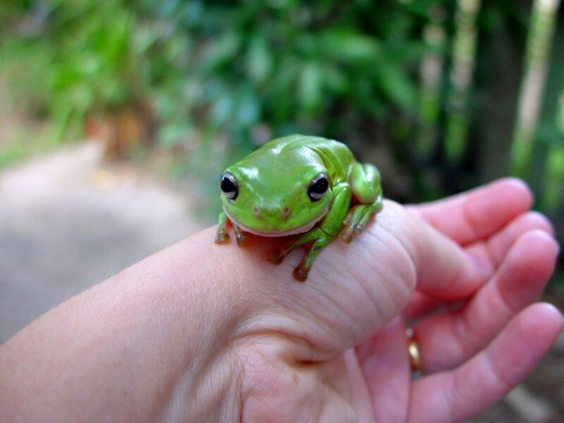 Green Tree Frog — Calm, Afternoon, Photograph, Hand