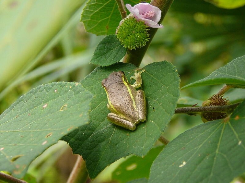 Green Tree Frog — Calm, Afternoon, Photograph, Leaf, Flower