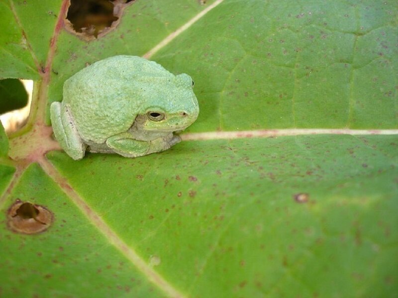 Green Tree Frog — Calm, Afternoon, Photograph, Leaf, Insect Damage
