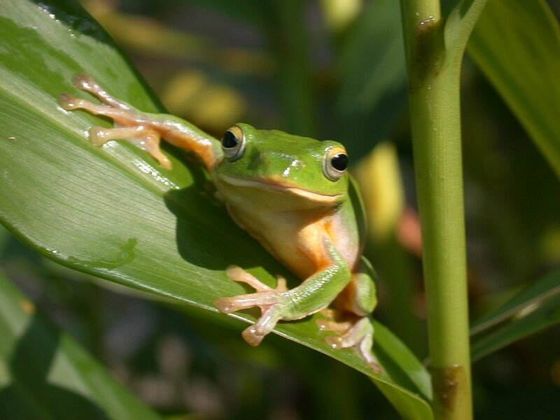 Green Tree Frog — Calm, Afternoon, Photograph, Leaf, Plant Stem