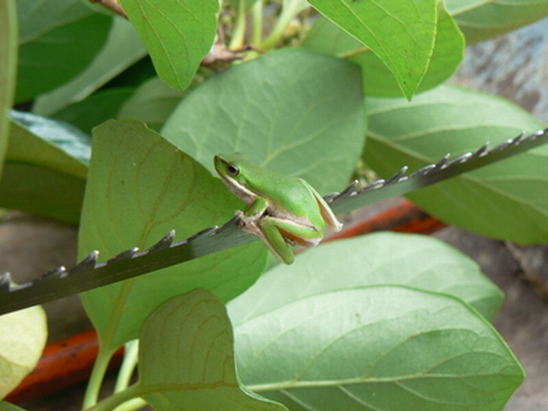 Green Tree Frog — Calm, Afternoon, Photograph, Leaf, Plant