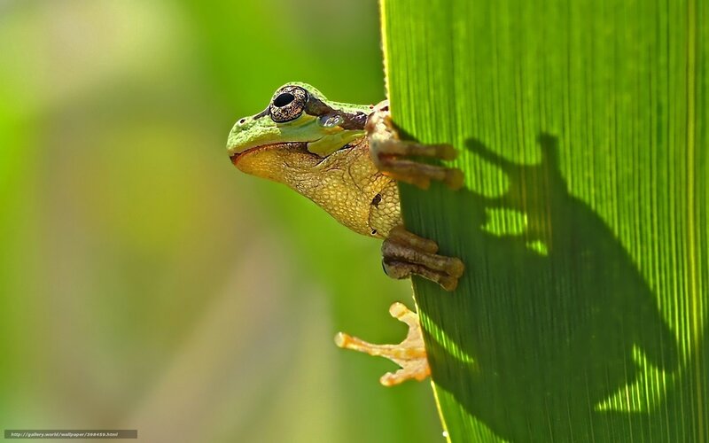 Green Tree Frog — Calm, Afternoon, Photograph, Leaf, Shadow