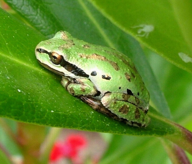 Green Tree Frog — Calm, Afternoon, Photograph, Leaf, Spider