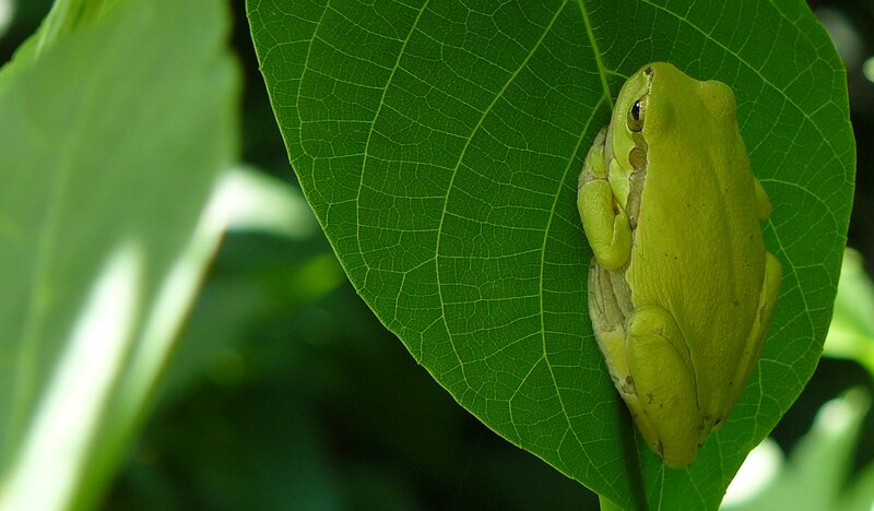 Green Tree Frog — Calm, Afternoon, Photograph, Leaf, Sunlight