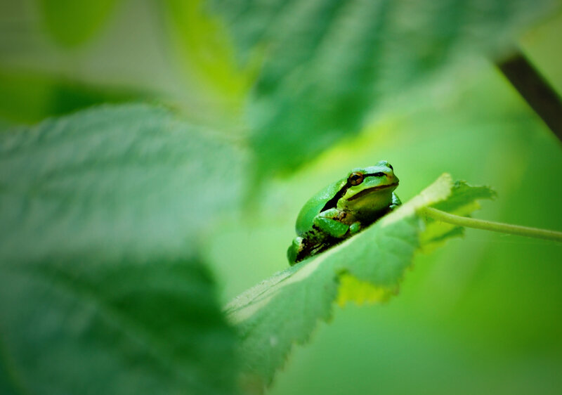 Green Tree Frog — Calm, Afternoon, Photograph, Leaf