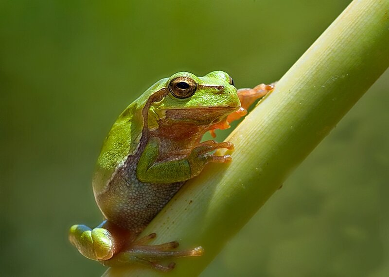 Green Tree Frog — Calm, Afternoon, Photograph, Plant Stem, Leaf