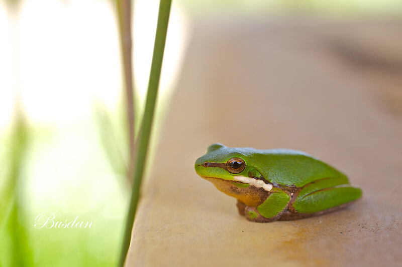 Green Tree Frog — Calm, Afternoon, Photograph, Plant Stem