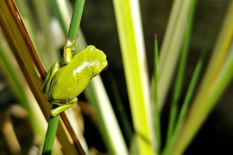 Green Tree Frog — Calm, Afternoon, Photograph, Plant