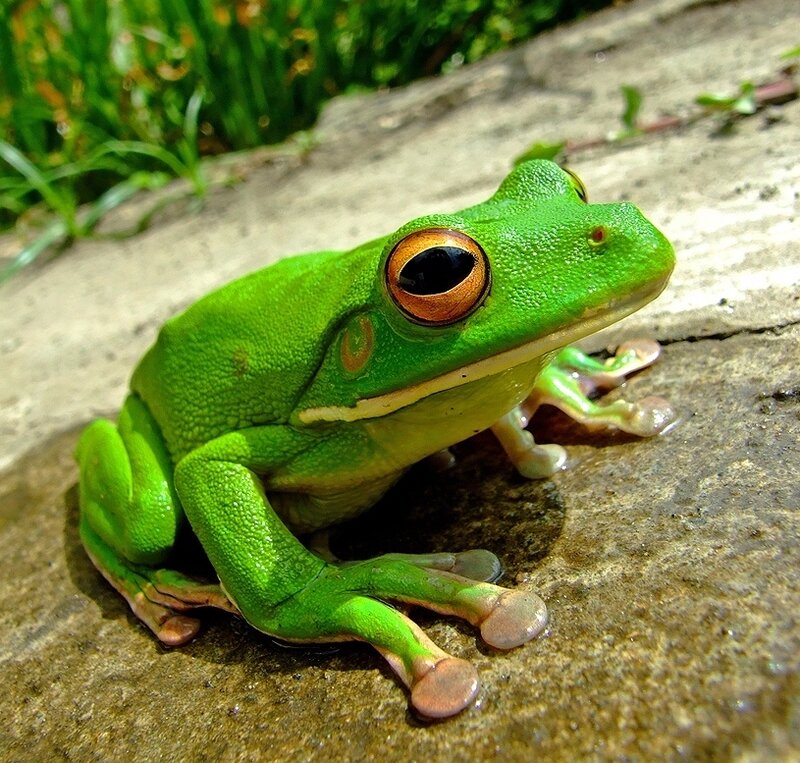 Green Tree Frog — Calm, Afternoon, Photograph