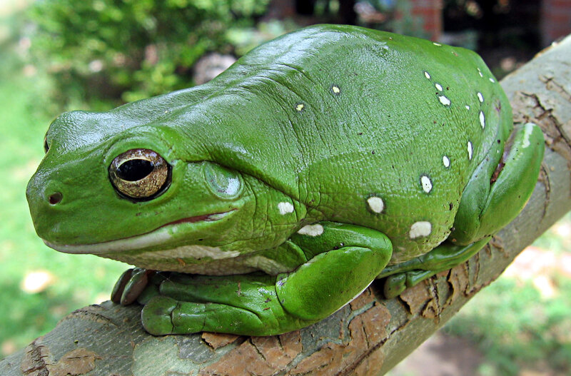 Green Tree Frog — Calm, Afternoon, Photograph, Tree Branch