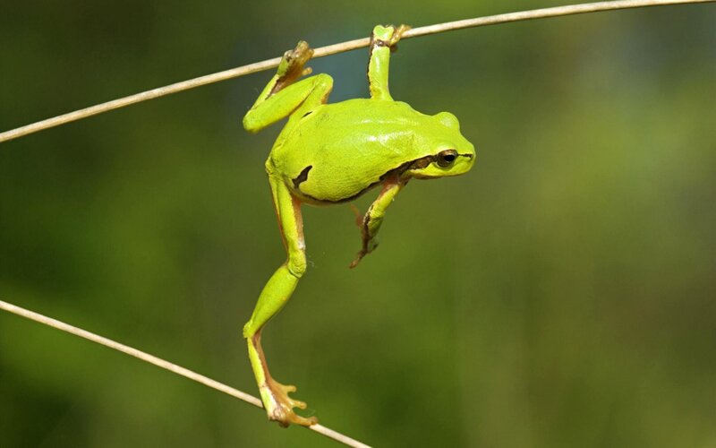 Green Tree Frog — Calm, Afternoon, Photograph, Wire