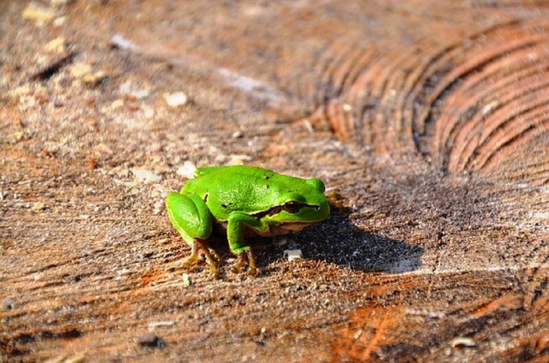 Green Tree Frog — Calm, Afternoon, Photograph, Wood
