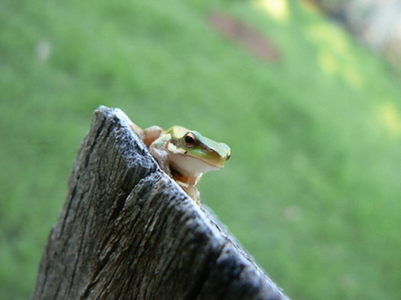 Green Tree Frog — Calm, Afternoon, Photograph, Wooden Post