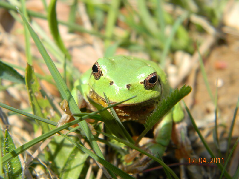 Green Tree Frog — Calm, Afternoon