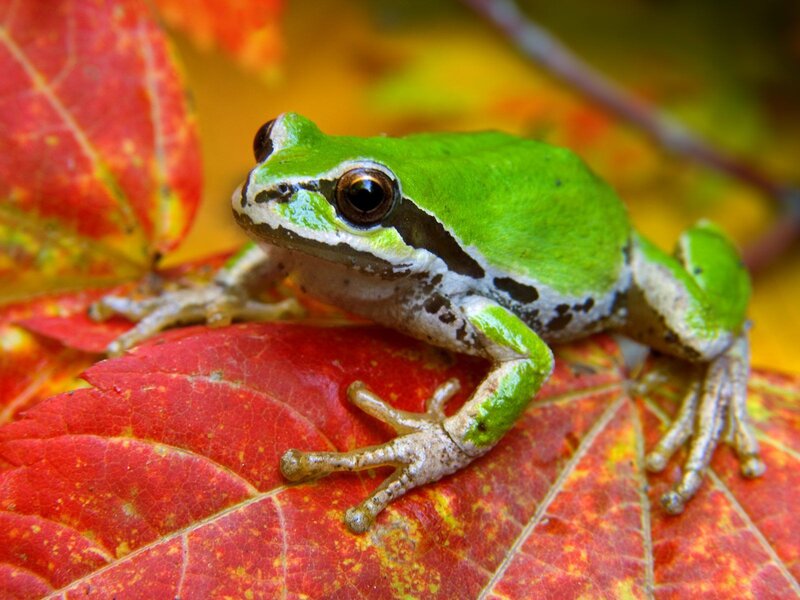 Green Tree Frog — Calm, Autumn, Photograph, Red Leaf, Autumn Leaves