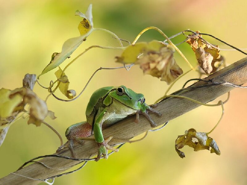 Green Tree Frog — Calm, Autumn, Photograph