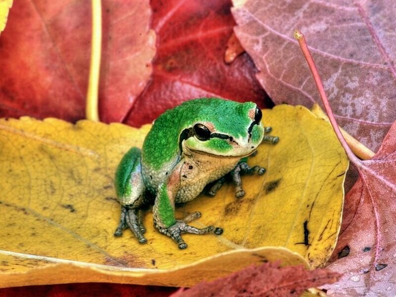 Green Tree Frog — Calm, Autumn