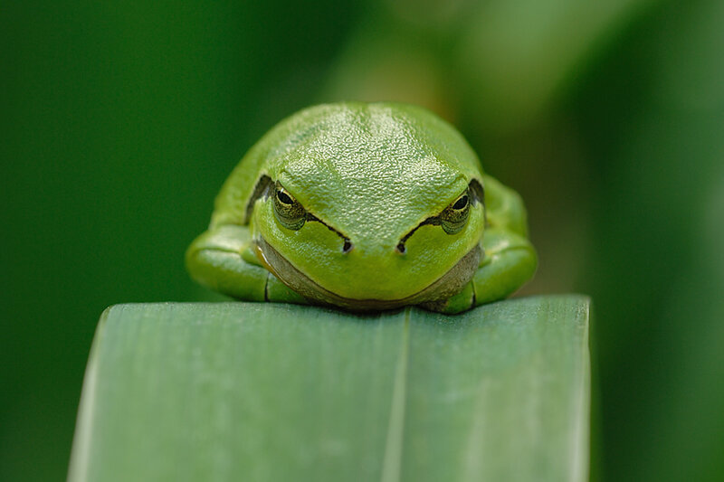 Green Tree Frog — Calm, Leaf