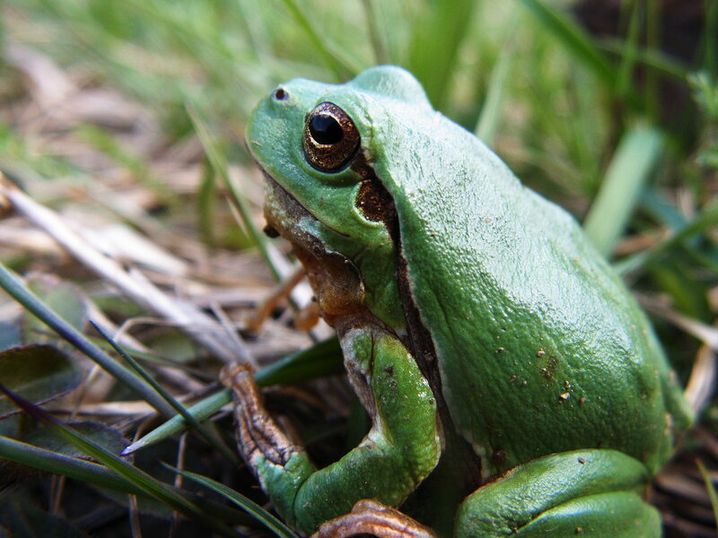Green Tree Frog — Calm, Morning, Photograph