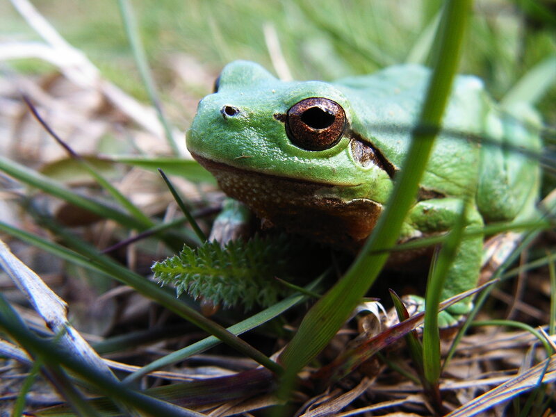 Green Tree Frog — Calm, Morning