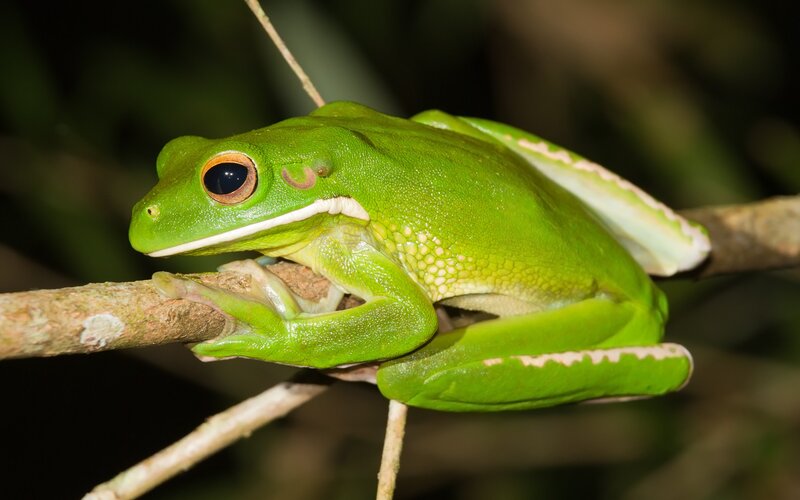 Green Tree Frog — Calm, Night, Photograph, Branch, Forest