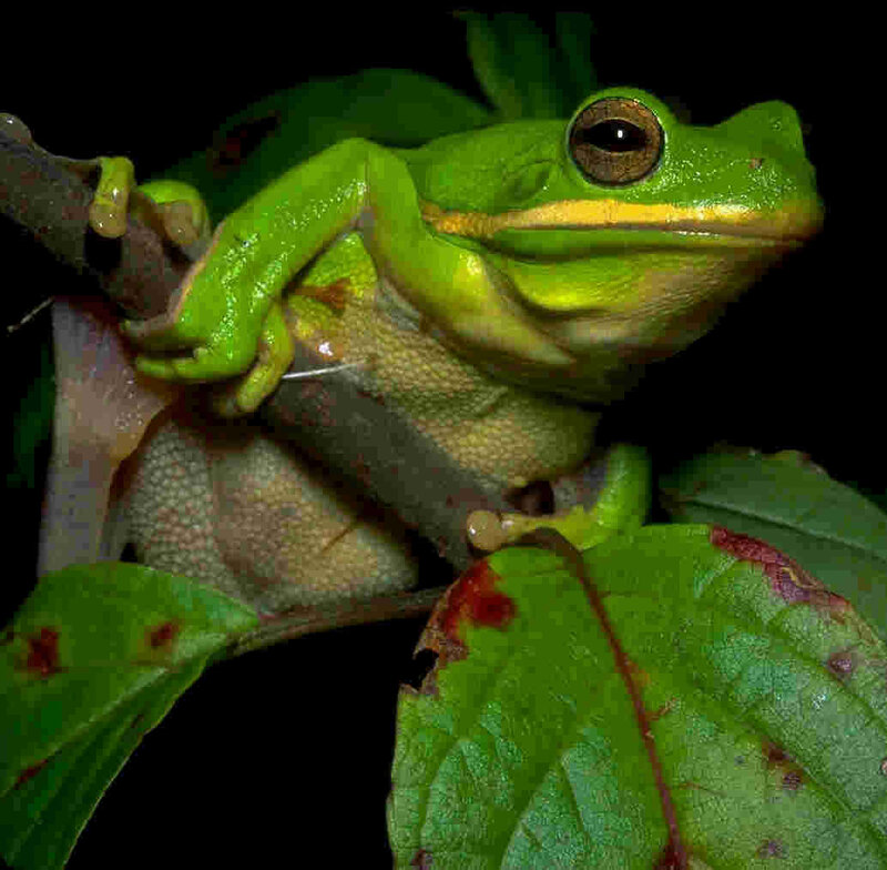 Green Tree Frog — Calm, Night, Photograph, Branch, Leaf