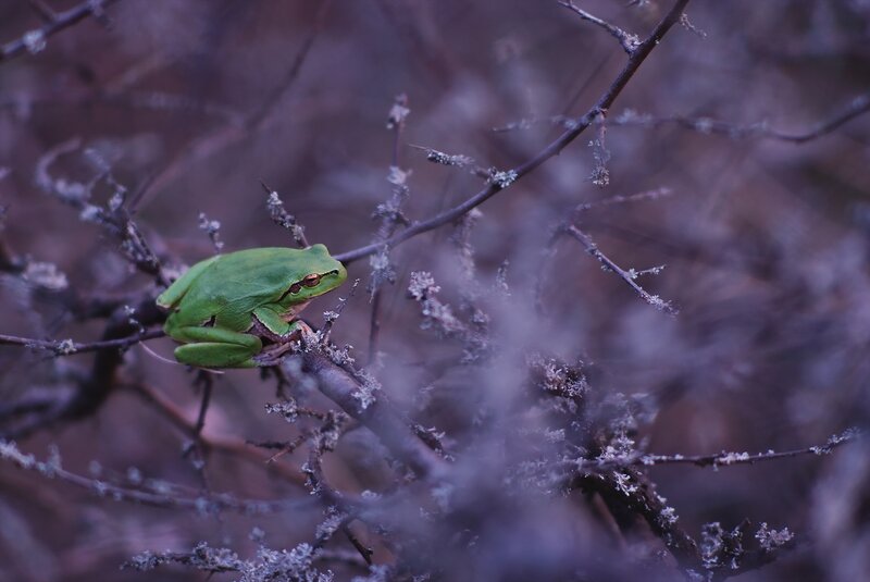 Green Tree Frog — Calm, Night, Photograph, Branch, Lichen