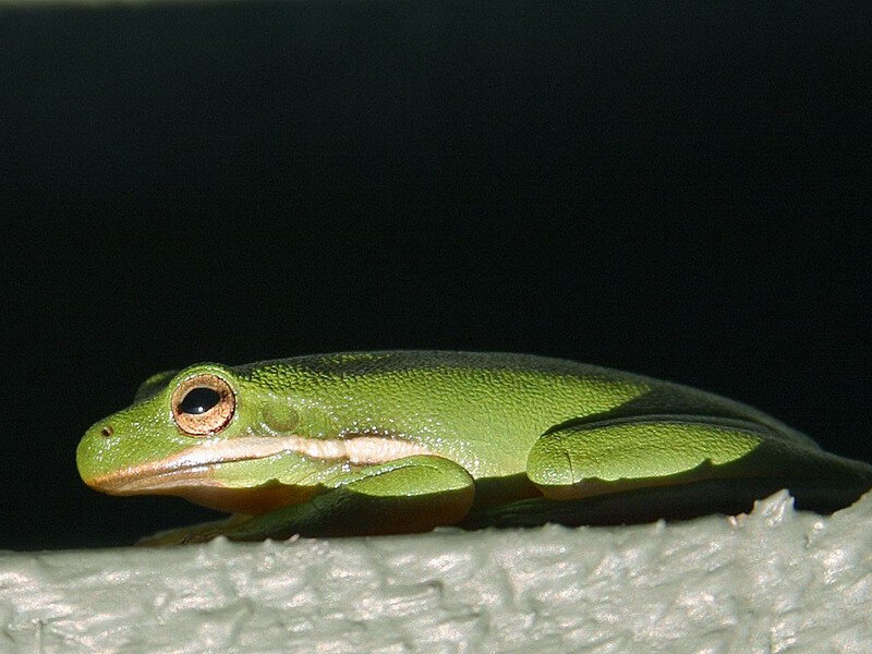 Green Tree Frog — Calm, Night, Photograph, Branch