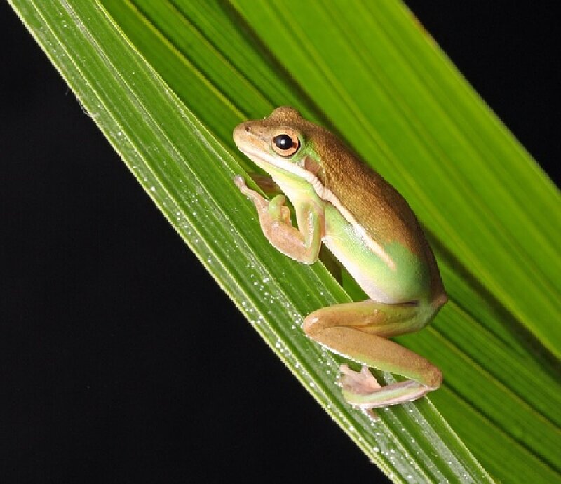 Green Tree Frog — Calm, Night, Photograph, Leaf, Dark Background