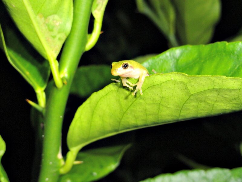 Green Tree Frog — Calm, Night, Photograph, Leaf, Plant Stem