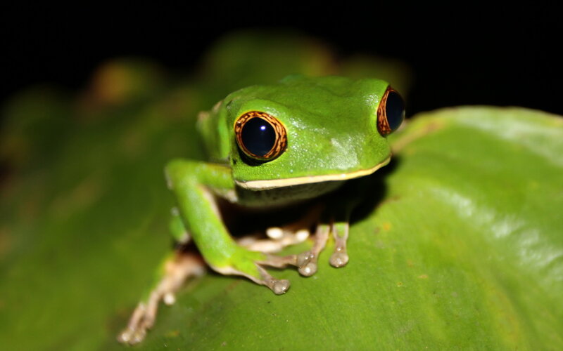 Green Tree Frog — Calm, Night, Photograph, Leaf