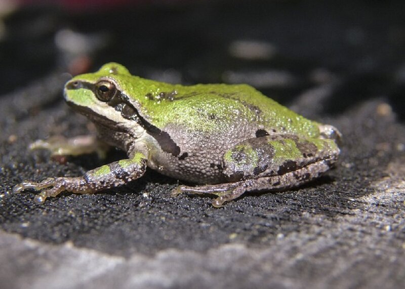 Green Tree Frog — Calm, Night, Photograph, Rock