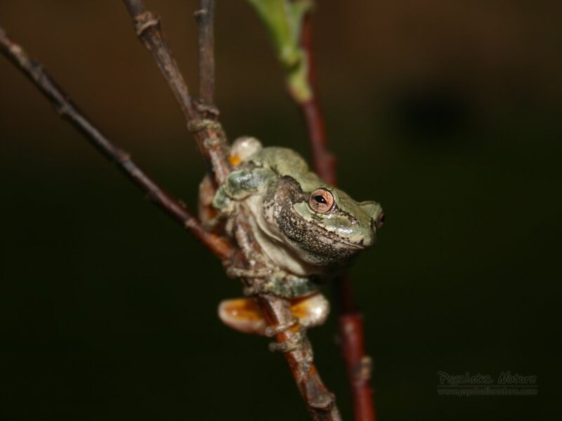 Green Tree Frog — Calm, Night, Photograph