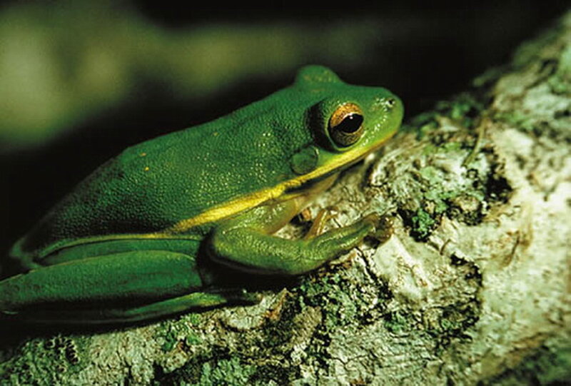 Green Tree Frog — Calm, Night, Photograph, Tree Bark